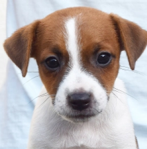Jack-Russell-Terrier Welpe kaufen