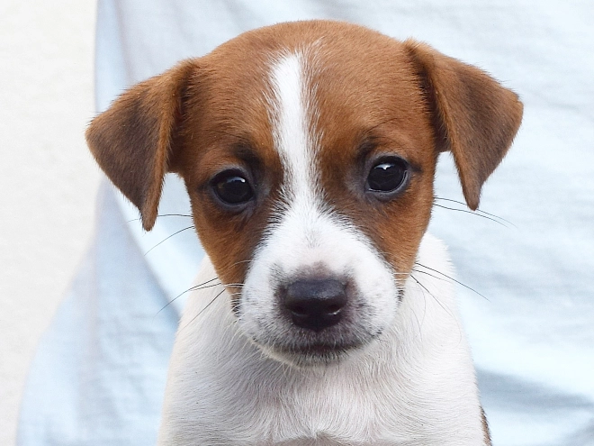 Jack-Russell-Terrier Welpe kaufen