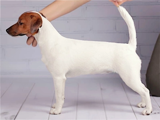 Jack-Russell-Terrier Welpe kaufen