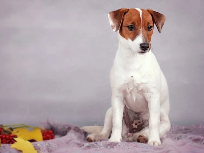 Jack-Russell-Terrier Welpe kaufen