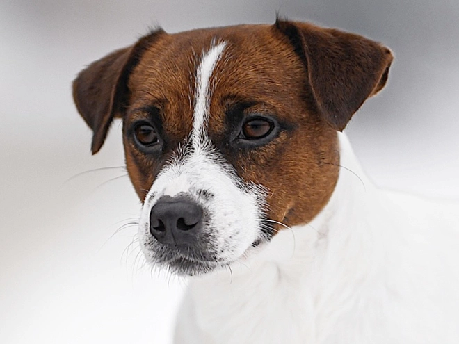 Jack-Russell-Terrier Welpe kaufen