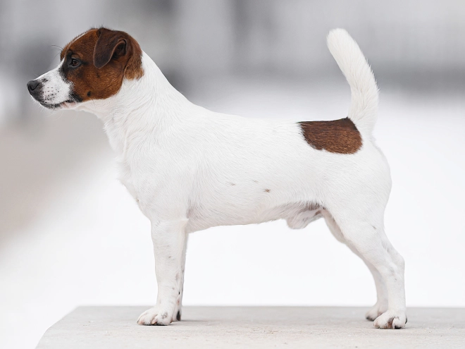 Jack-Russell-Terrier Welpe kaufen