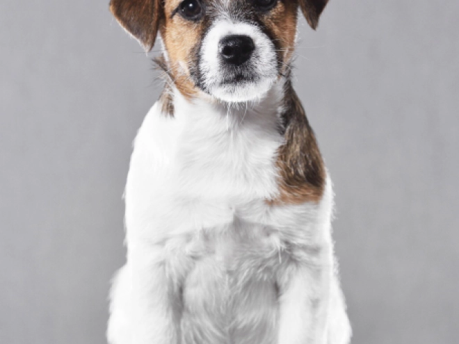 Jack-Russell-Terrier Welpe kaufen