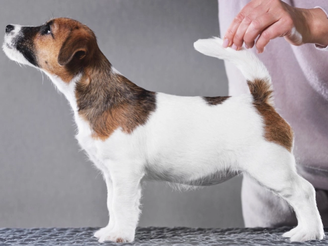 Jack-Russell-Terrier Welpe kaufen