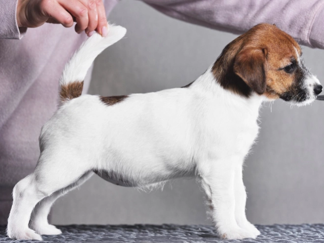Jack-Russell-Terrier Welpe kaufen