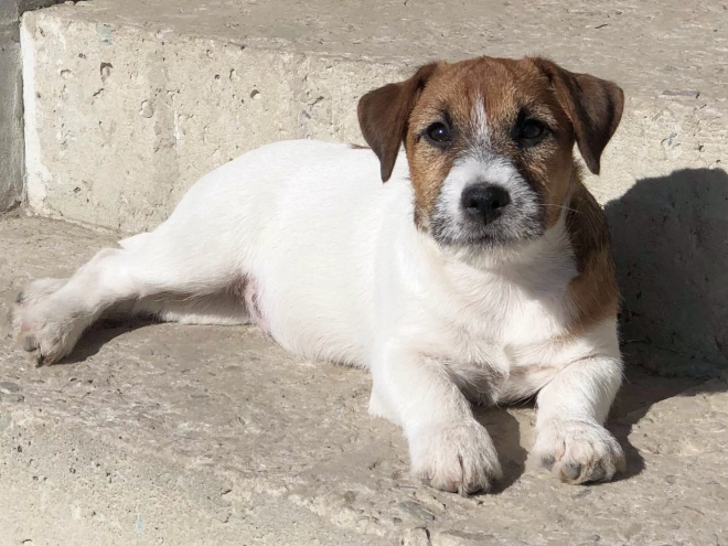 Jack-Russell-Terrier Welpe kaufen