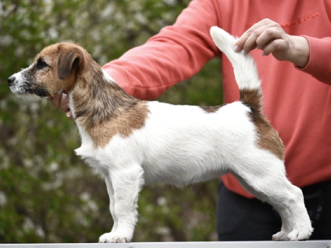 Jack-Russell-Terrier Welpe kaufen