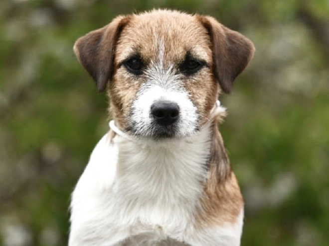 Jack-Russell-Terrier Welpe kaufen