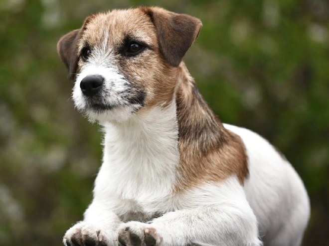 Jack-Russell-Terrier Welpe kaufen