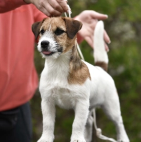 Jack-Russell-Terrier Welpe kaufen