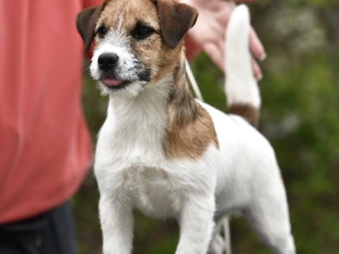 Jack-Russell-Terrier Welpe kaufen