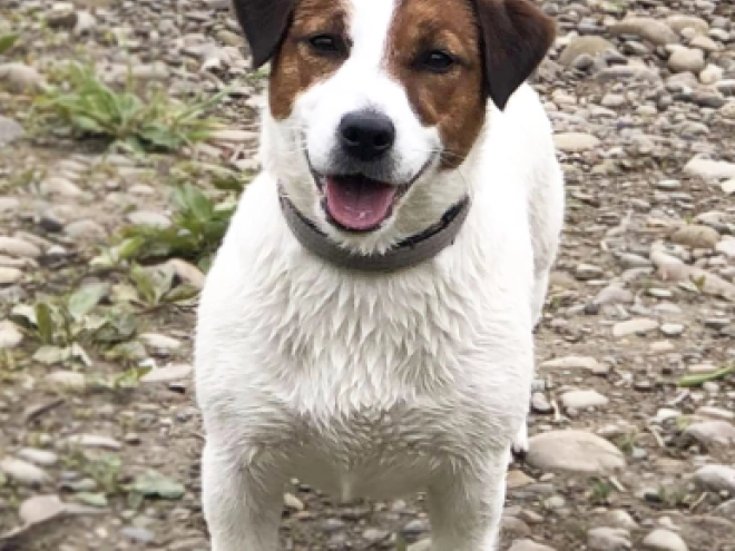 Jack-Russell-Terrier Welpe kaufen