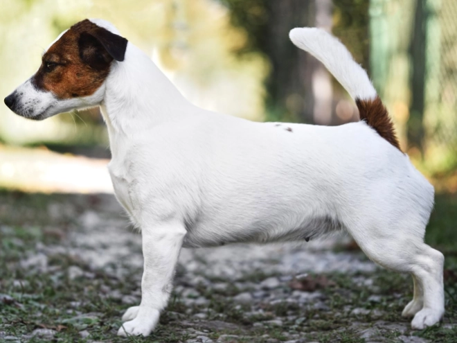Jack-Russell-Terrier Welpe kaufen