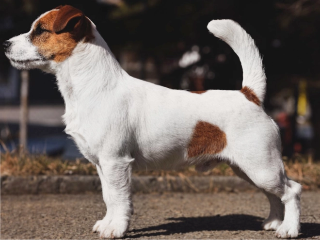 Jack-Russell-Terrier Welpe kaufen