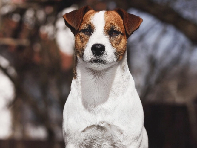 Jack-Russell-Terrier Welpe kaufen