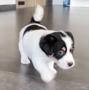 Perros Jack Russell Terrier en venta