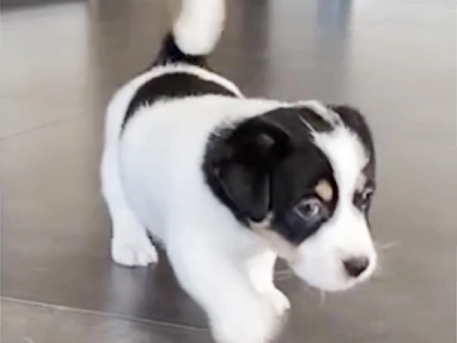 Perros Jack Russell Terrier en venta