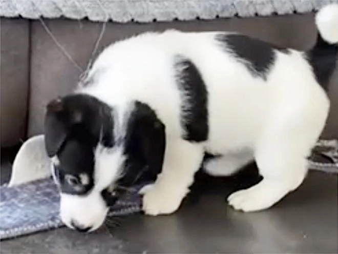 Perros Jack Russell Terrier en venta