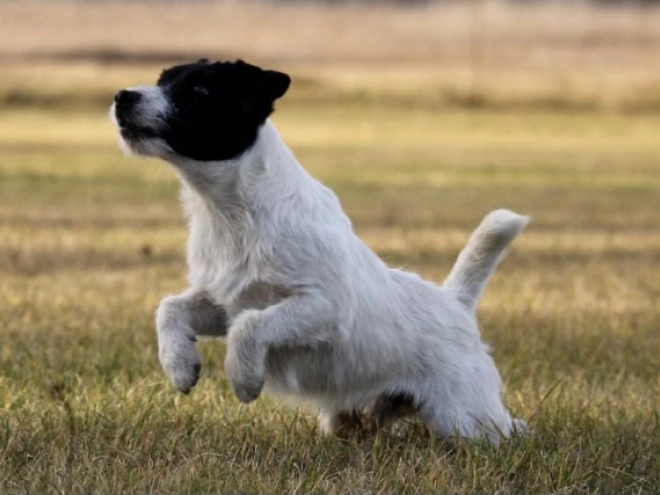 Perros Jack Russell Terrier en venta