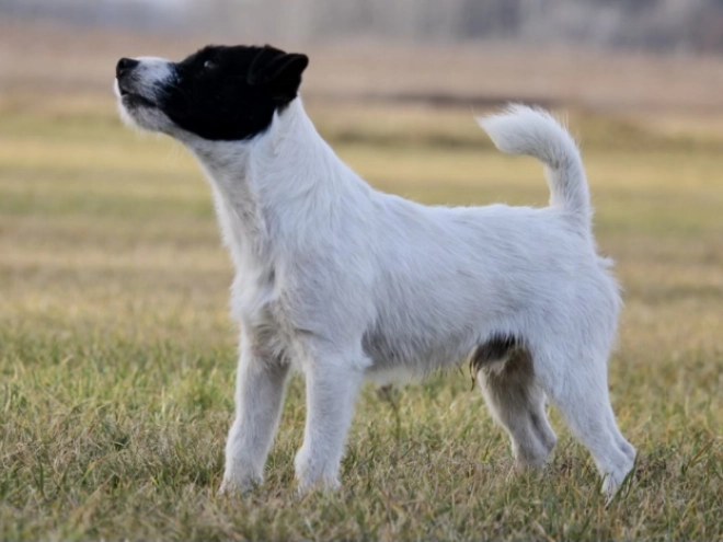 Perros Jack Russell Terrier en venta