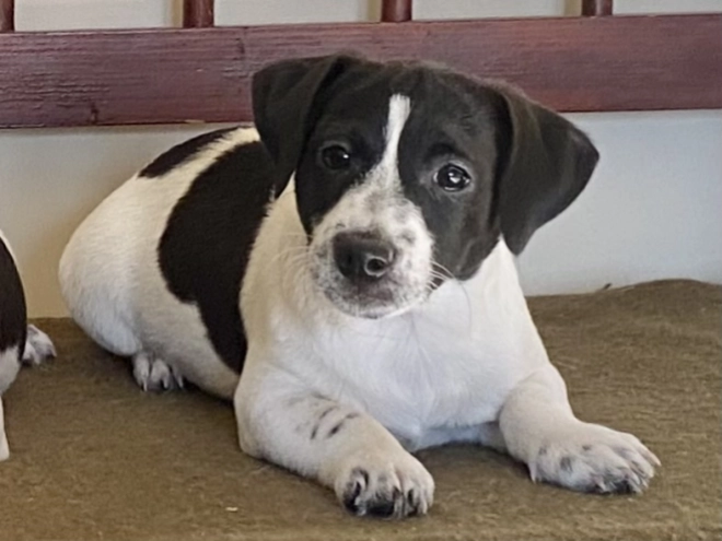 Jack Russell Terrier puppy for sale