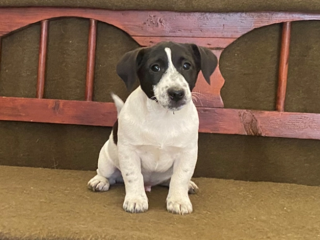 Jack Russell Terrier puppy for sale