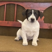 Jack-Russell-Terrier Welpe zu verkaufen