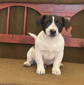 Jack-Russell-Terrier Welpe zu verkaufen