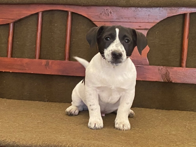 Jack Russell Terrier puppy for sale