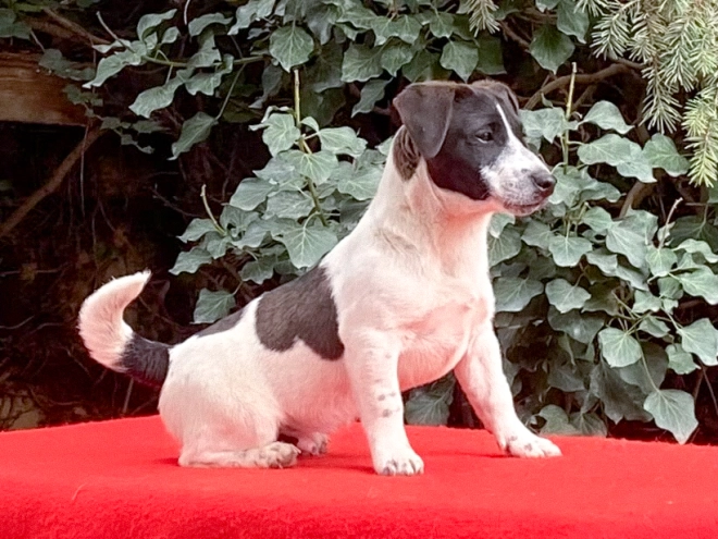Perros Jack Russell Terrier en venta