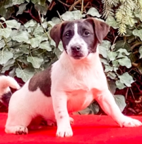 Jack Russell Terrier puppy for sale