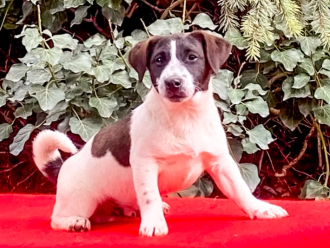Perros Jack Russell Terrier en venta