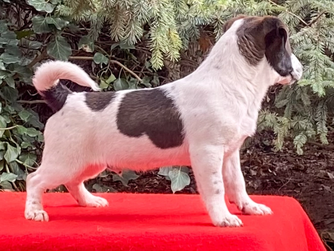 Perros Jack Russell Terrier en venta