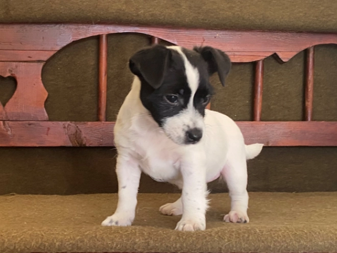 Jack-Russell-Terrier Welpe zu verkaufen