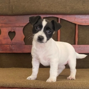 Jack Russell Terrier puppy for sale