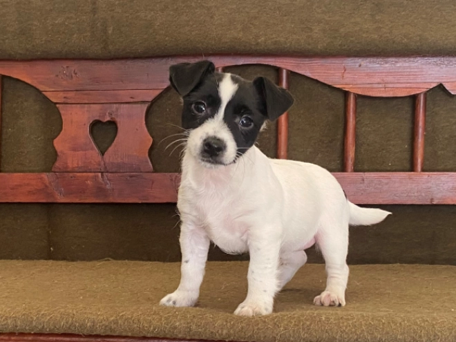 Jack-Russell-Terrier Welpe zu verkaufen
