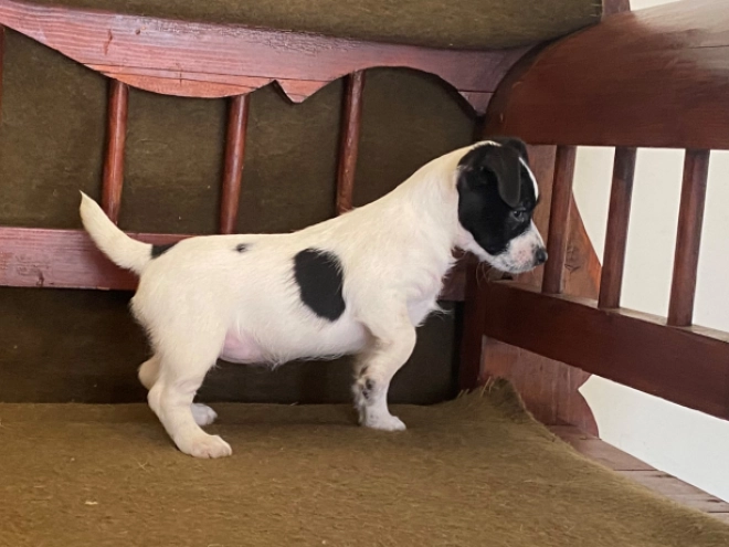 Jack-Russell-Terrier Welpe zu verkaufen