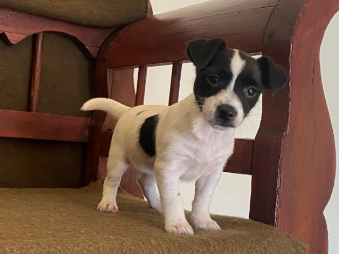 Jack-Russell-Terrier Welpe zu verkaufen