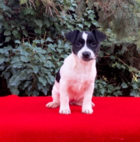 Jack Russell Terrier puppy for sale