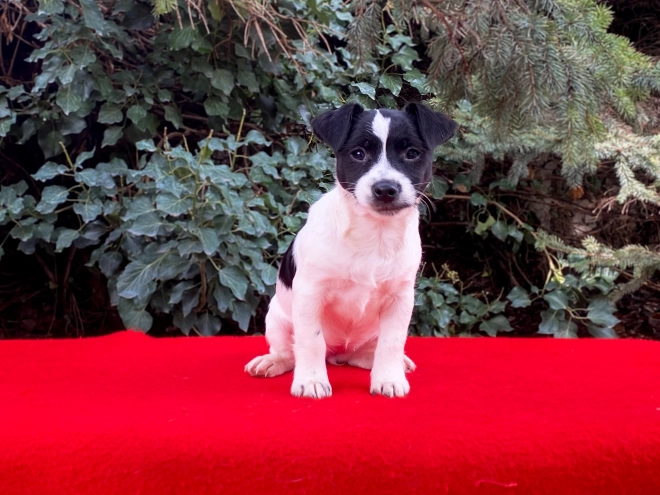 Jack Russell Terrier puppy for sale