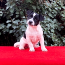 Jack-Russell-Terrier Welpe zu verkaufen