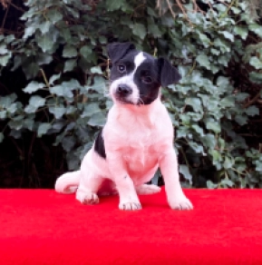 Perros Jack Russell Terrier en venta