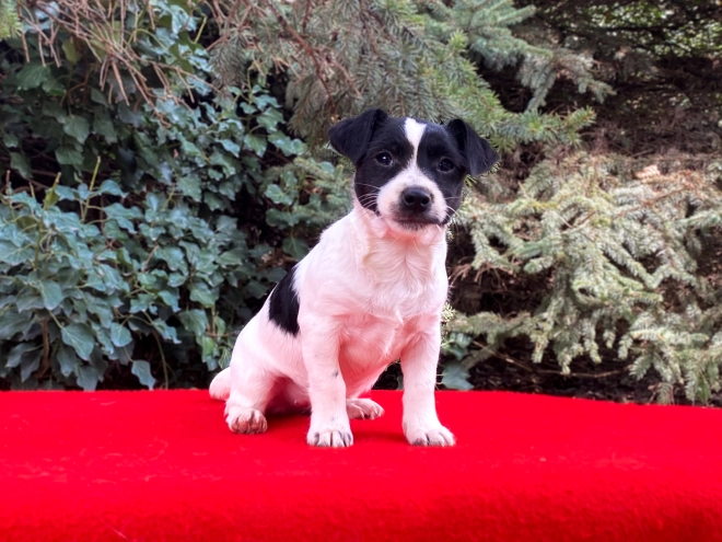 Jack Russell Terrier puppy for sale