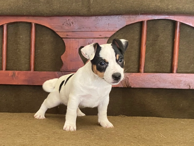 Jack-Russell-Terrier Welpe zu verkaufen