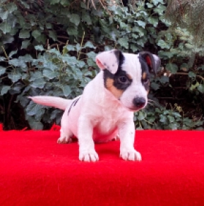 Jack-Russell-Terrier Welpe zu verkaufen