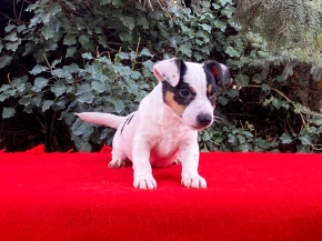 Jack Russell Terrier puppy for sale