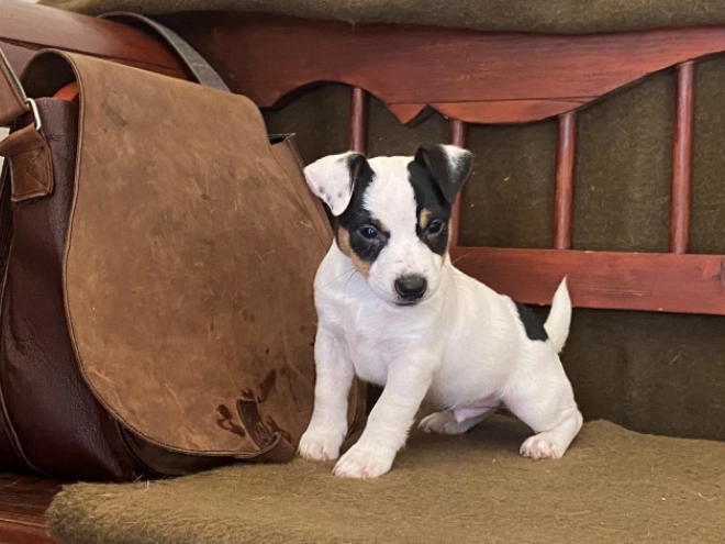 Jack-Russell-Terrier Welpe zu verkaufen