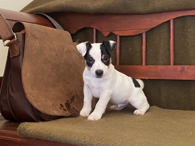 Jack-Russell-Terrier Welpe zu verkaufen