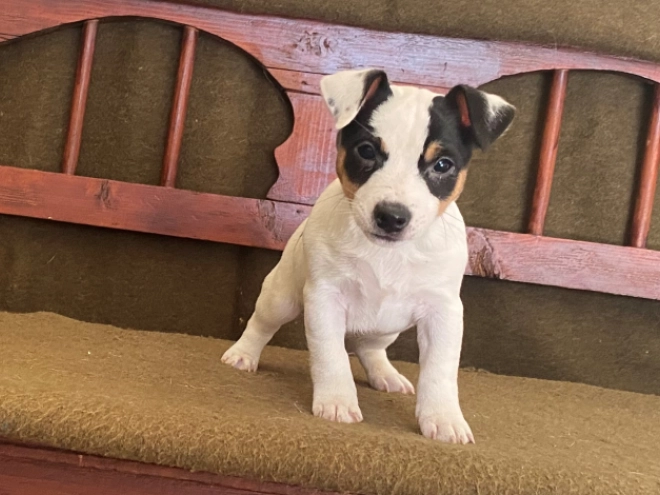 Jack-Russell-Terrier Welpe zu verkaufen