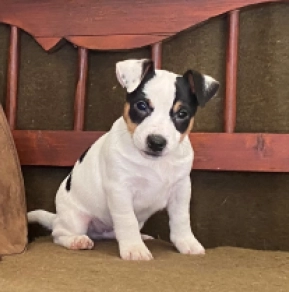 Jack Russell Terrier puppy for sale